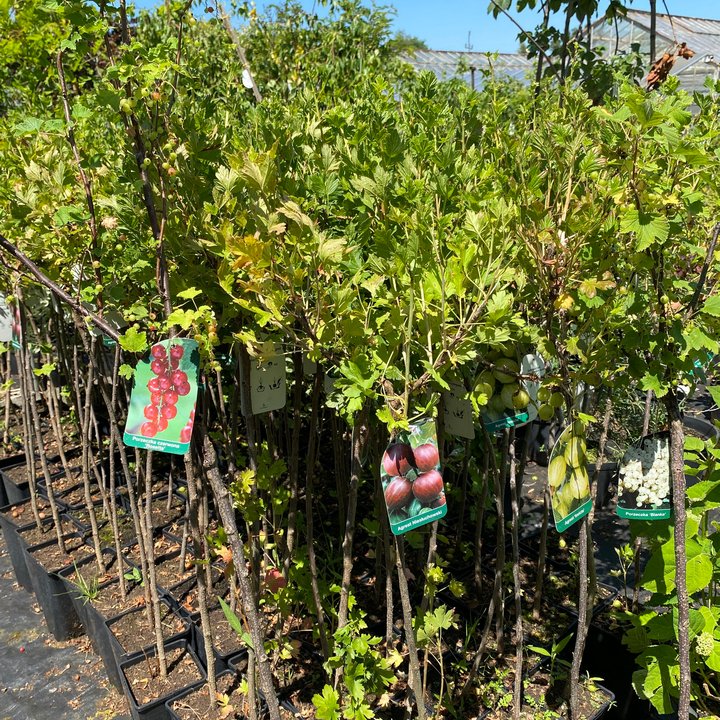 Krzewy i drzewka owocowe