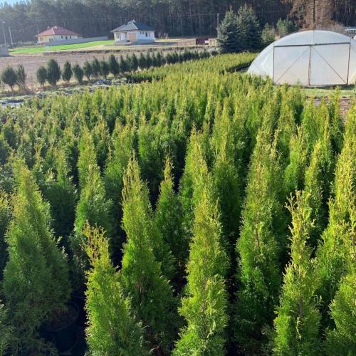 Thuja szmaragd