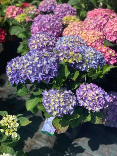 Hortensja niebieska