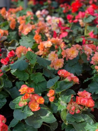 Begonia 'solenia'