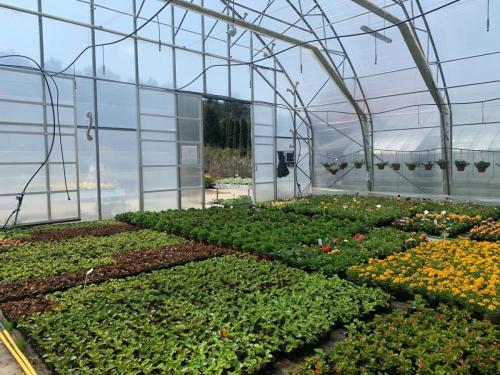 Begonia stalekwitnąca