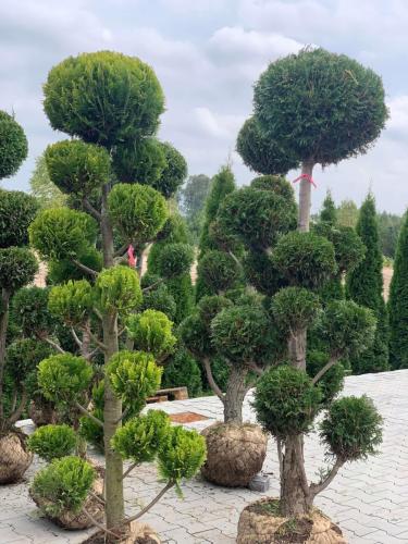 Thuja formowana