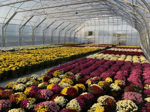 Chryzantemy drobnokwiatowe